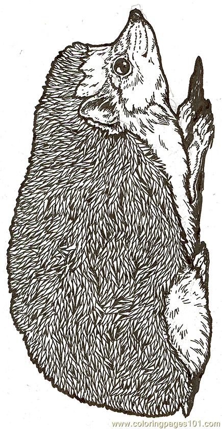 Coloring Pages Mural Hhl Hedgehog Reversed (Animals > Hedgehogs) - free