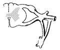 Neuroscience 014
