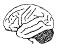 Neuroscience 022
