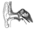 Neuroscience 024