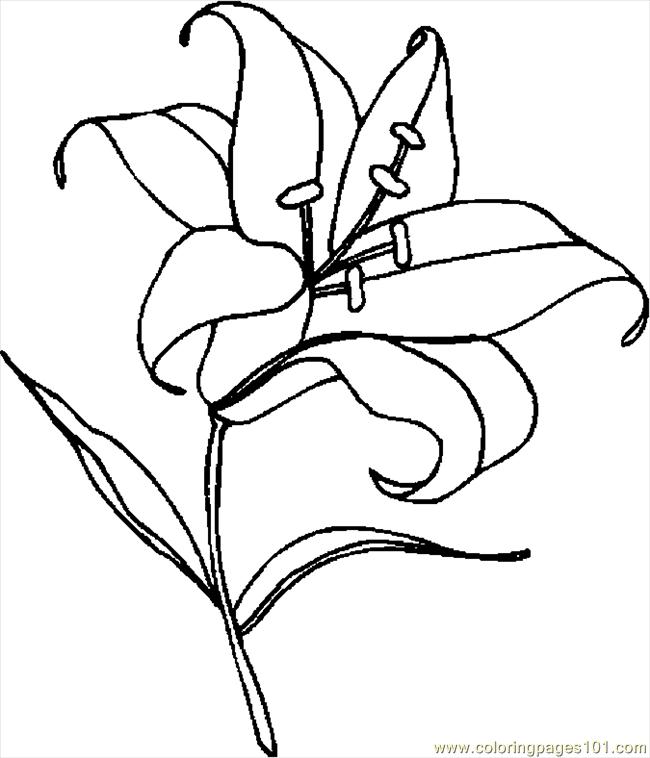 calla lillies coloring pages - photo #29