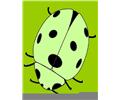 Ladybug