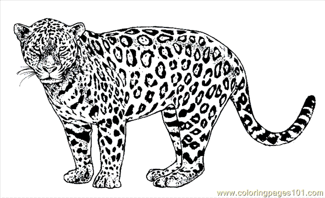 jaguar animal coloring pages - photo #39