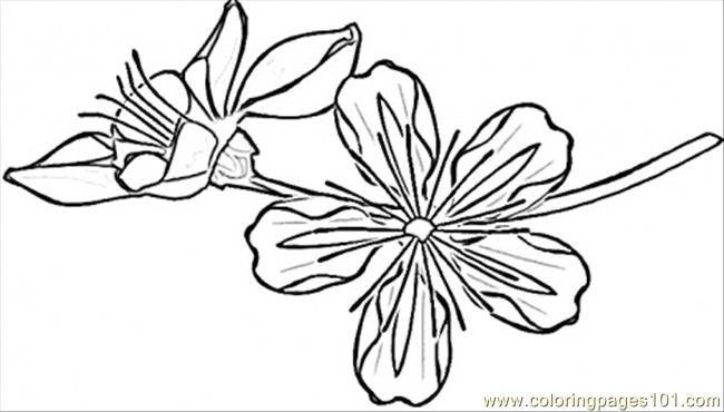 free printable coloring image Sakura