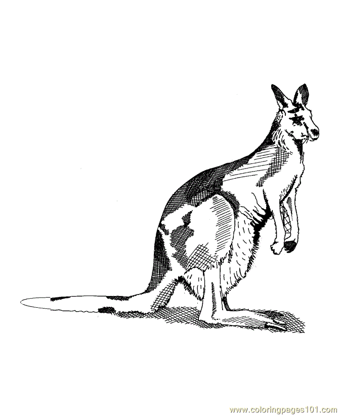 Coloring Pages Kangaroo (Mammals > Kangaroo) - free printable coloring