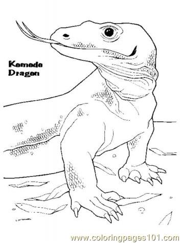 Coloring Pages Komodo dragon 2 (Reptile > Komodos) - free printable coloring page online