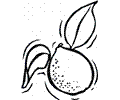 Lemon 9