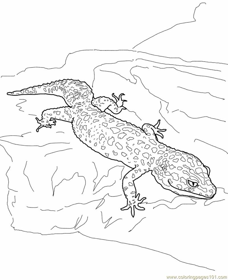 a to z reptile coloring pages - photo #10