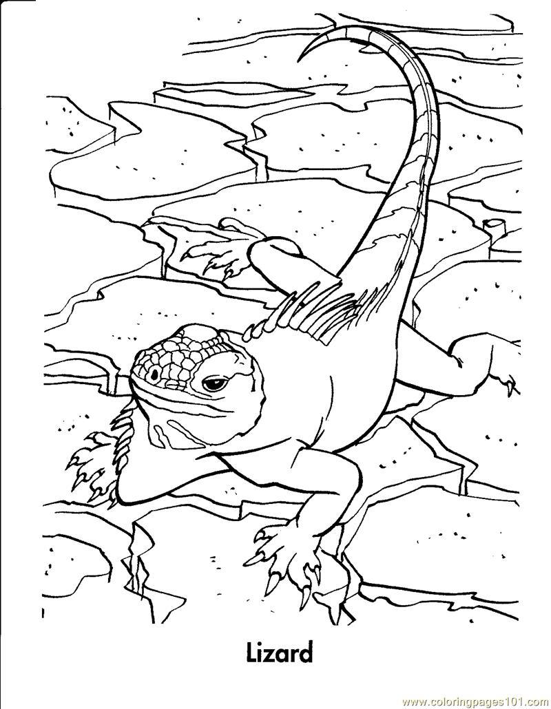 a to z reptile coloring pages - photo #14