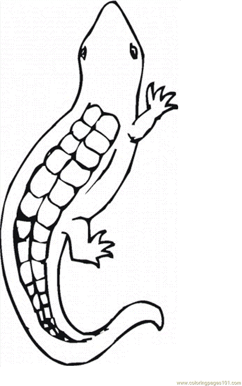 Coloring Pages Lizard (Reptile > Lizard) free printable coloring page