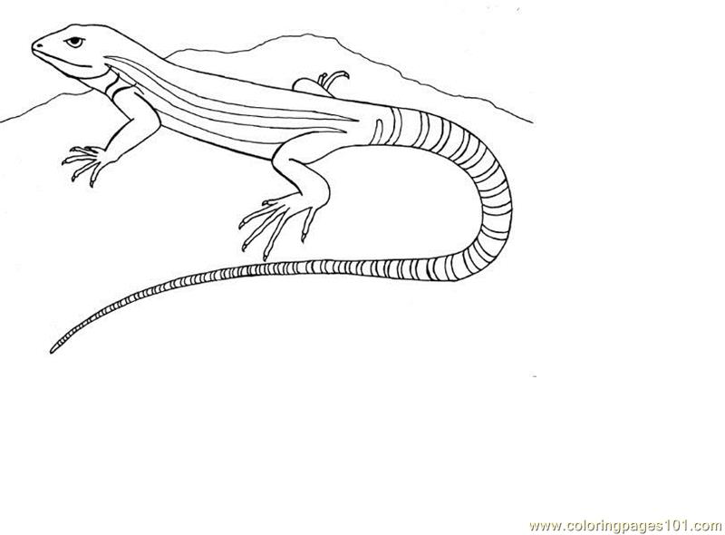Coloring Pages Lizard (Reptile > Lizard) - free printable coloring page