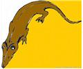 Lizard51