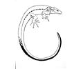 Graphic Lizard 01