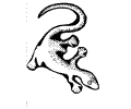 Lizard4