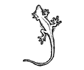 Lizard5