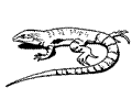Lizard7