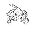 Lizard 9