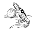Lizard Ball