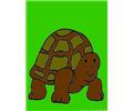 Turtlecoloring01