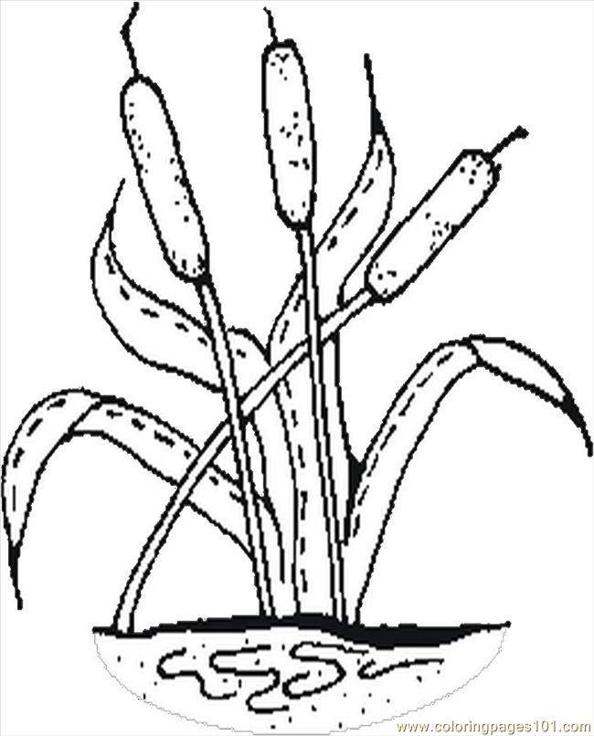 Coloring Pages Cattails (Entertainment > Others) - free printable