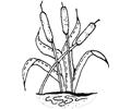 Cattails