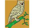 Owl001 (5)