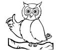 Coloring Pages Wise little owl (Birds > Owl) - free printable coloring