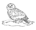 Owl Coloring Page 20