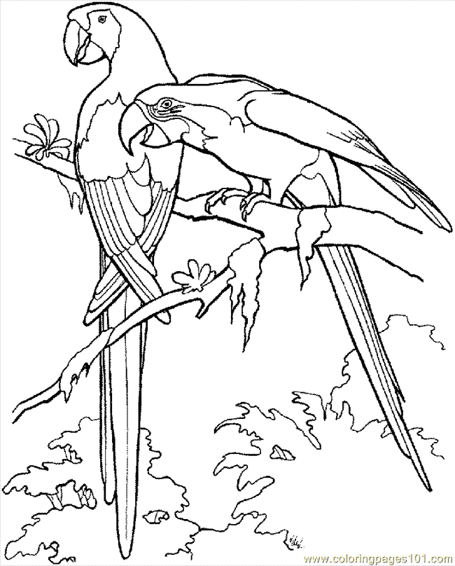 macaw parrot coloring pages - photo #24