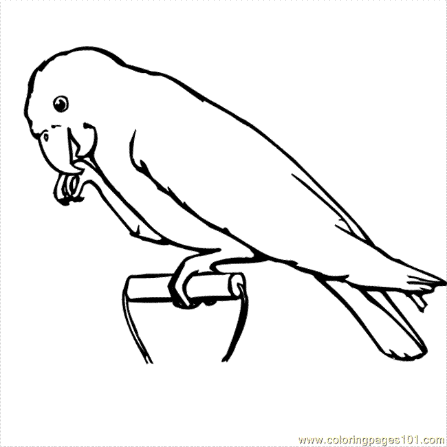 Coloring Pages Coloringparrot (Birds > Parrots) - free printable