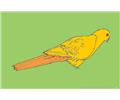 Oring Animal King Parrot Bird
