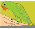 Parrot