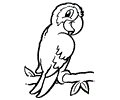 Parrot Coloring Page 03