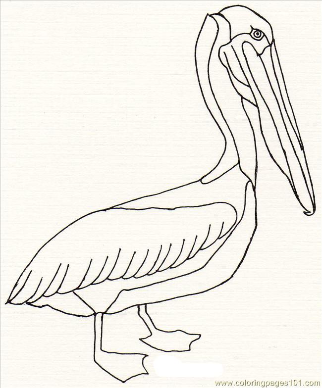 Coloring Pages Pelican 3.21 (Birds > Pelican ) - free printable ...