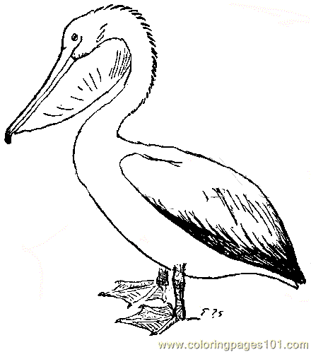 Coloring Pages Bbrg309a (Birds > Pelican ) - free printable coloring