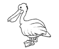 Pellicano