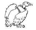 Th Buzzard