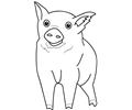 Pig2