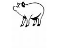 Ree Pig Coloring Pages 10 Lrg