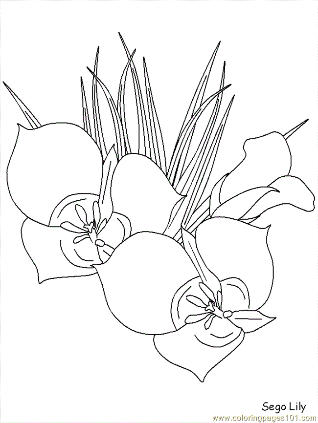 Coloring Pages Realistic Flowers (Cartoons > Realistic Flowers) - free ...