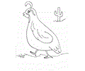 Nw Quail