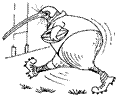 Kiwirugby