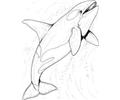 The Ocean Coloring Page