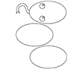 B Snake Ovals 1