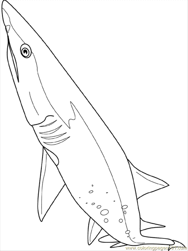 Sand Tiger Shark Coloring Pages Sketch Coloring Page