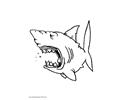 Shark 07