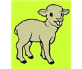 Sheeps12