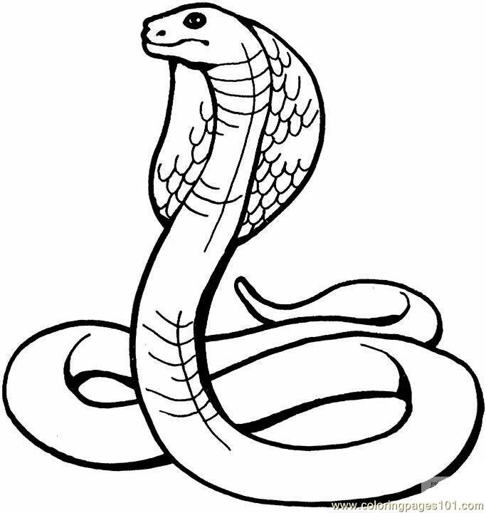 Coloring Pages King cobra (Reptile > Snake) - free printable coloring