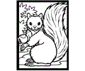 Squirrel Coloring 2