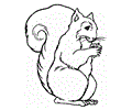 Squirrel Coloring 5